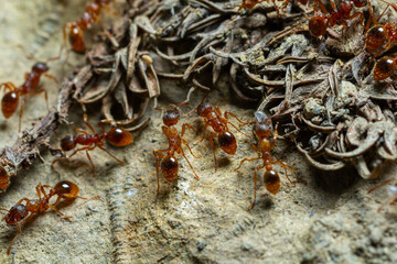Close-up view of red ants gathering around their nest in a natural environment during daylight hours