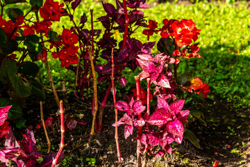 Flor en Covadonga, Asturias, España.
