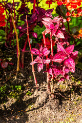 Flor en Covadonga, Asturias, España.