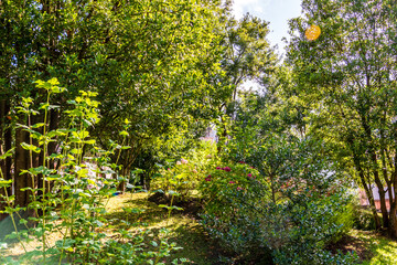Obraz premium Flor en Covadonga, Asturias, España.