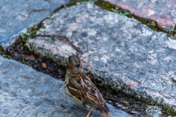 Passer domesticus pertenece a la familia de Passeridae.