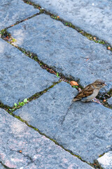 Obraz premium Passer domesticus pertenece a la familia de Passeridae.