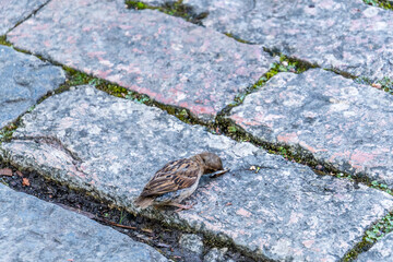 Passer domesticus pertenece a la familia de Passeridae.