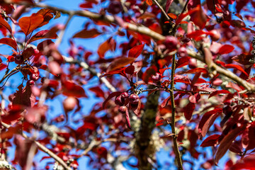 Prunus cerasifera pertenece a la familia de Rosaceae.