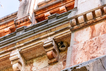 Nido de pájaros en Covadonga, Asturias.