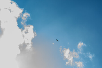 Pájaro volando en Covadonga, Asturias.