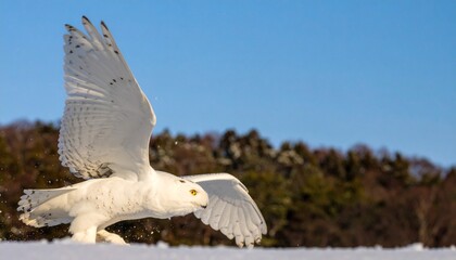 A Snowy Owl Soars Through The Air, Showcasing Magnificent Wingspan Against A Blue Sky, Capturing The Beauty Of Wildlife In Flight, Perfect For Nature And Wildlife Photography, And