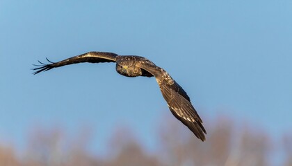 A Majestic Hawk In Flight Soars Through A Clear Blue Sky, Showcasing Its Wingspan And Natural Beauty, Demonstrating Grace And Freedom In The Wilderness.