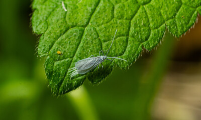 Close-up view of an insect on a green leaf highlighting the details of its body and the texture of the leaf in a natural setting