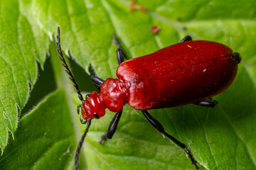 Bright red pyrochroa sp. cardinal beetle resting on vibrant green leaves in a lush garden during the summer season