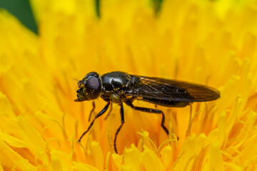 Green Drone Fly Eristalinus aeneus feeding on vibrant yellow flower in a garden during sunny afternoon