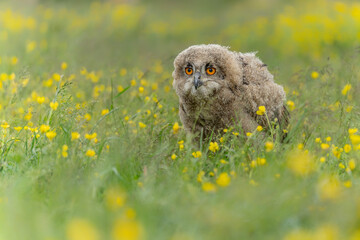 Beautiful juvenile European Eagle Owl (Bubo bubo) in spring meadow with blooming yellow flowers and clear background. Gelderland in the Netherlands.         
