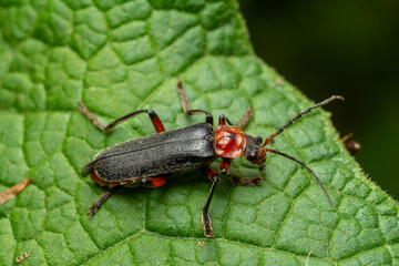 Red-legged soldier beetle Cantharis pellucida resting on a leaf while exploring its habitat