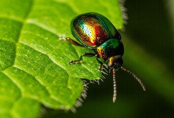 Green Mint Beetle Chrysolina menthastri resting on a leaf in a lush garden during a sunny afternoon