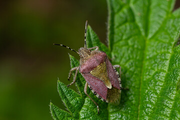 Close-up view of a colorful insect resting on a green leaf in a natural outdoor setting during daylight hours