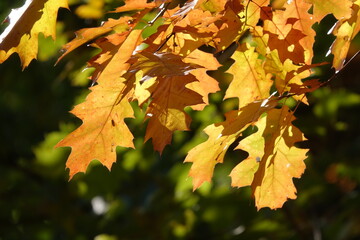 Blätter der Roteiche im Herbst
