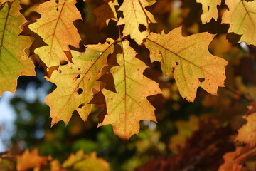 Blätter der Roteiche im Herbst
