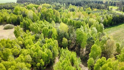 Drone view of the forest