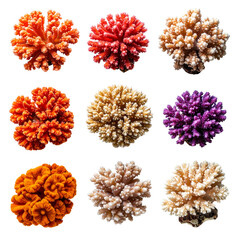 Variety of colorful reef coral arrangement on transparent background