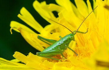 Speckled Bush-cricket nymph explores a vibrant yellow flower in its natural habitat during daytime