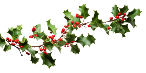 PNG Holly cherry plant leaf.