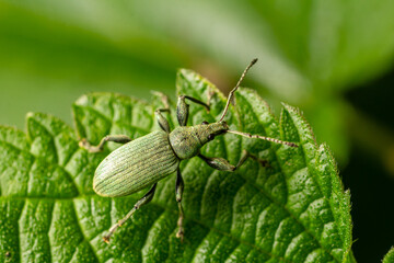 Close-up of a green weevil on a leaf showcasing its distinct features in natural light during daylight hours in a lush environment