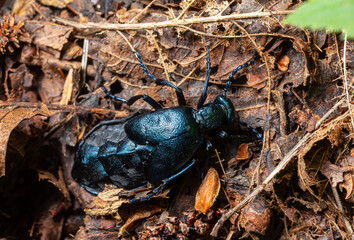 Meloe sp. Blister beetle resting on dried leaves in a forest habitat during daylight