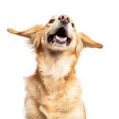 Golden Retriever's Joyful Expression: A golden retriever, with ears playfully aloft and a look of pure joy, gazes upward, capturing a moment of infectious enthusiasm.