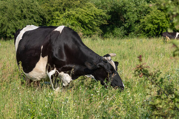 Fototapeta premium Black and white cow grazing in a lush green pasture surrounded by shrubs and trees during sunny weather