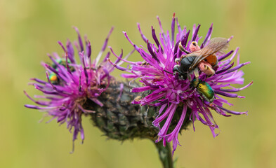 Mining bees and rose chafers foraging on vibrant purple thistles in a sunny meadow during late spring