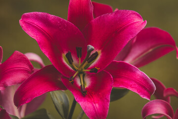  Lily flowers on a blurry background on a sunny June day in the countryside.