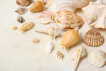 Many different sea shells on white background
