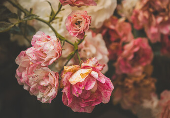 Roses in the garden on a blurred background on a sunny July day. Summer time .