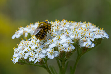 Bumblebee hoverfly Eristalis intricaria gathers nectar from white flowers in a sunny meadow during late spring