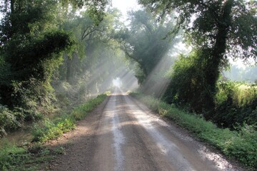 Fototapeta premium Sunbeams illuminating a dirt road through a verdant forest