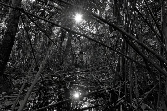 Sunlit black and white swampy forest floor - Powered by Adobe