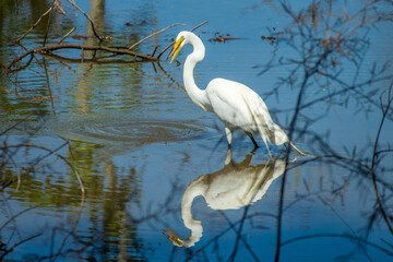 Great Egret bird with water reflections at Lake Fausse Pointe State Park, Atchafalaya basin, South...
