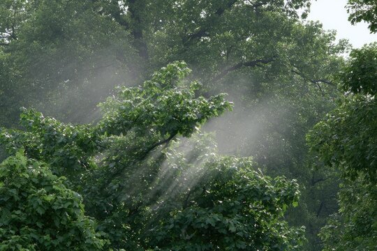 Sunlight streams through misty foliage