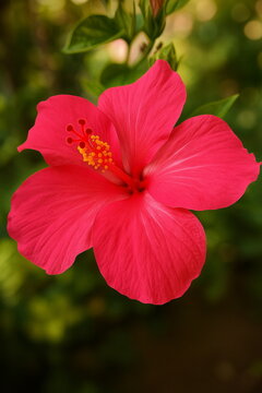 Red hibiscus flower close up
