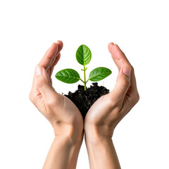 Green sprout in caring hands, new life on transparent background