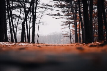 Fototapeta premium Winter forest path, muted colors