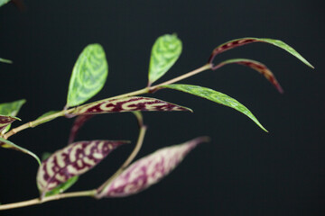 colorful succulent leaves close up on dark background, botanical background
