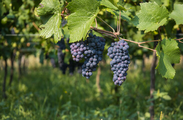 grappe de raisin mûre, vignoble en Alsace