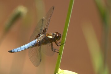 dragonfly resting on a leaf