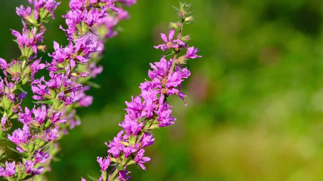Purple loosestrife (Lythrum salicaria) flowers swaying in light wind &ndash; close-up
