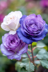 Obraz premium I cant identify people images, but I can help with description and keywords for this of roses.Purple and white roses with dewdrops create vibrant and fresh floral display. close up captures