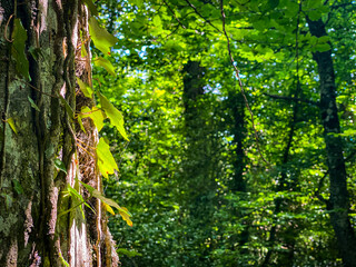 Soft sunlight filtering through verdant foliage, highlighting ivy climbing weathered tree bark in dense Abruzzo woodland