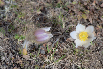 Pulsatilla vernalis commony known as Spring pasqueflower 