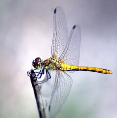 dragonfly on a branch