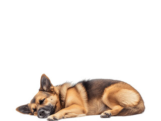A dog peacefully sleeping curled up